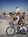 camel.jpg