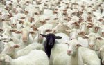 black-sheep_1719970i.jpg