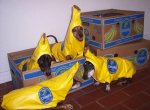 bananadelivery7309464.jpg
