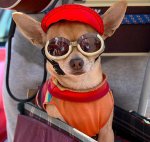 Perrito-Piloto-a24431008.jpg