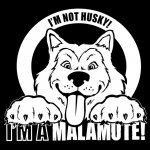 Malamute-FINAL_low.jpg