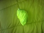 IMG_4676 (Custom).JPG
