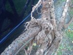 TRP Brakes CX mud - web(2).jpg