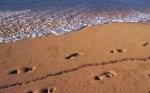 playa nudista wtf.jpg