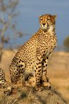 250px-TheCheethcat.jpg