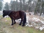IMG_20130224_112254_1012x759.jpg