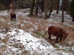 IMG_20130224_112311_1012x759.jpg