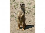 animal,fond-ecran-suricate,09.jpg