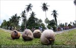 langkawi-coco.jpg