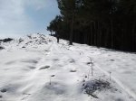 piojo con nieve 2-3-13 030 c.JPG