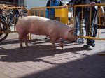 CIMG4683 (Copiar).JPG