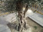 CAM00161.jpg