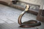 5035884-676619-king-cobra-snake.jpg
