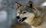 lobo-feroz.jpg