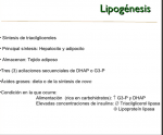 LIPOGENESIS.png