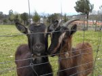 cabras.JPG