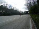Paseo de coches 1&#186;.jpg