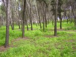 Pinar de La Elipa 1&#186;.jpg
