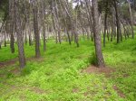 Pinar de La Elipa 2&#186;.jpg