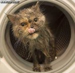 gato-recien-lavado-a-maquina.jpg