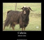 CabrÃ³n.jpg