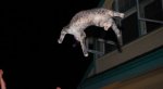 cat.jpg