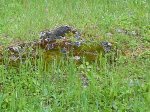 IMG_2063.JPG