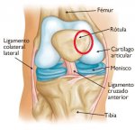 RODILLA.jpg