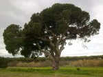 arbol2.jpg