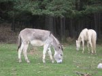 IMG_0016.JPG