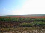 DSC00421.jpg