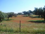 DSC00444.jpg