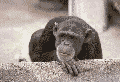 anim7.gif