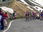 gavia.jpg