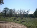 DSC00522.jpg