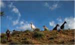 cabras.jpg