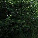 IMG_2630_2.JPG