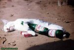 3692_Gato_borracho.jpg