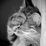 Facepalm_cat.jpeg