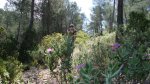 DSC00105.JPG