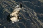 250px-Condor_flying_over_the_Colca_canyon_in_Peru.jpg