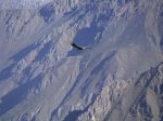condor8.jpg