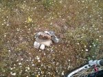 IMG_20130515_122424.jpg