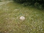 IMG_20130515_122438.jpg