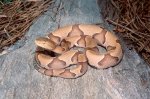 Beautiful-brown-Copperhead-snake-photos %25289%2529.jpg