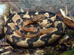 bushmaster-lachesismuta.jpg