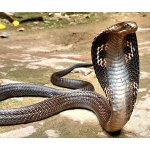 king cobra snake116.jpg