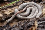 07011103PD_sharptail.jpg