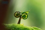 praying-mantis-bike.jpg