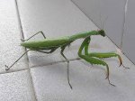 mantis religiosa.jpg